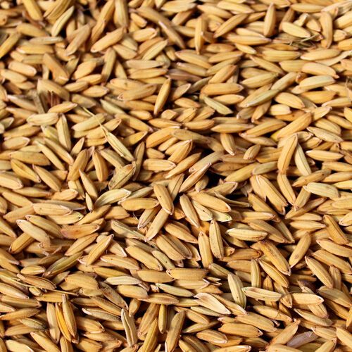 Best Paddy Seed
