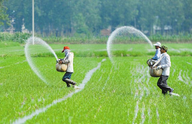 Paddy Fertilizer