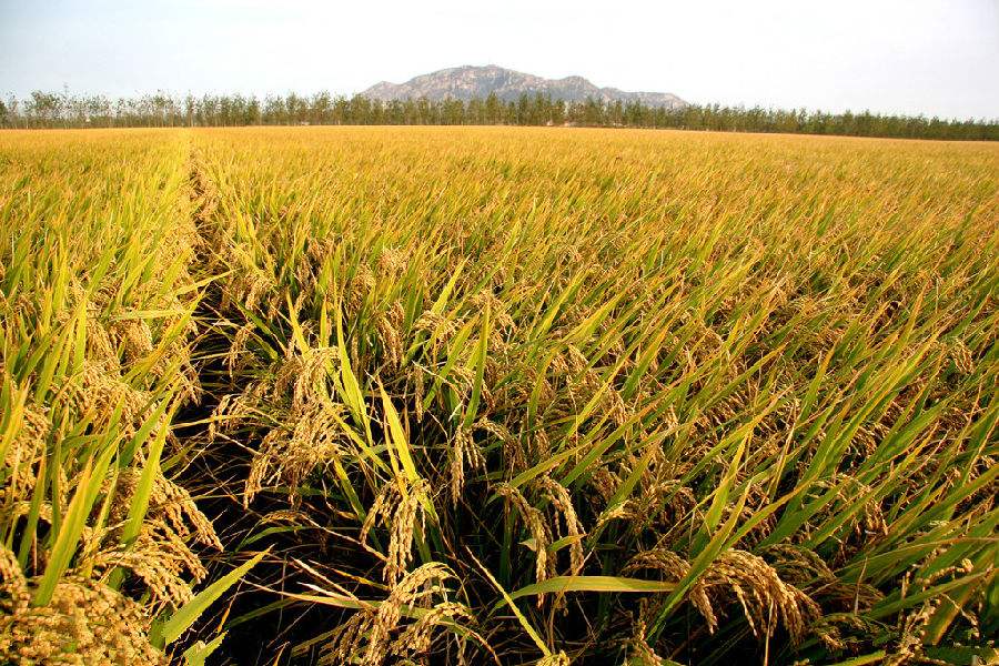 Paddy Fields