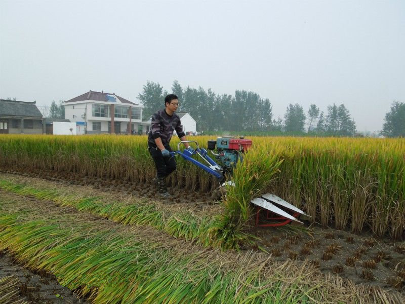 Paddy Harvest