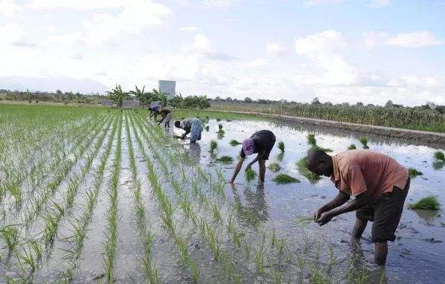 Rice Planting