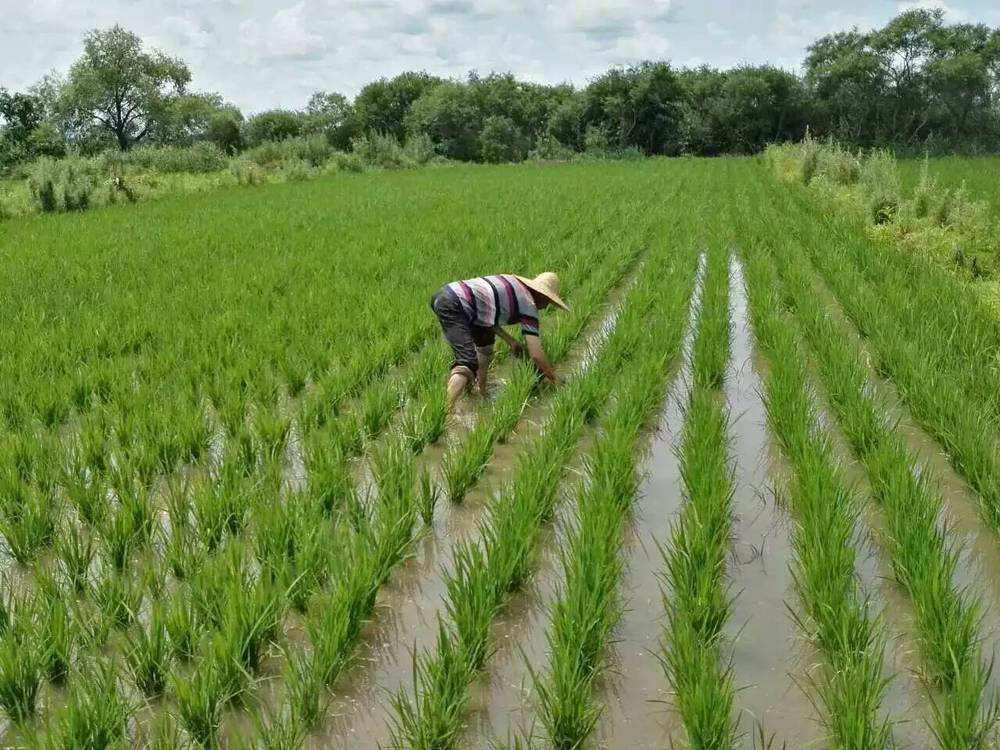 Rice Weeder