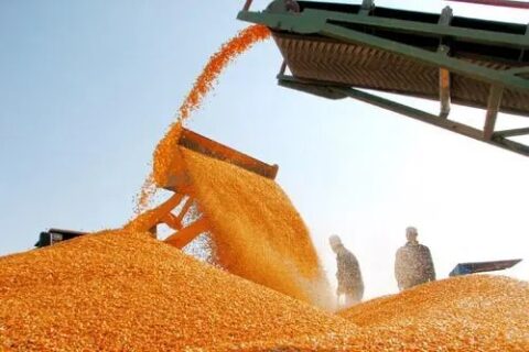 massive grains