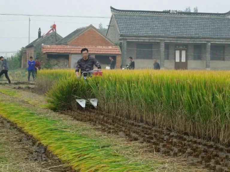 rice harvester machine for sale