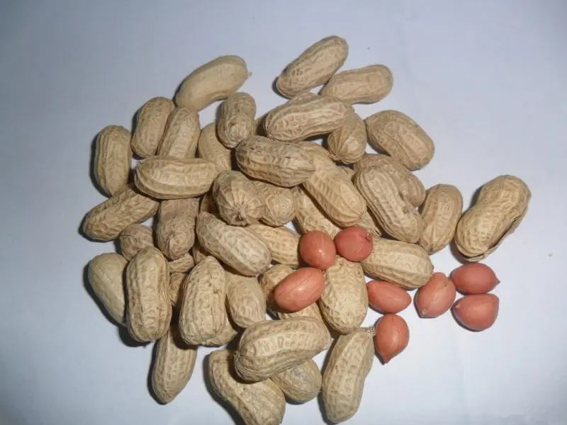 groundnut shelling machine