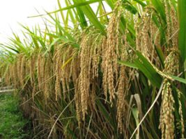 how rice milling machine working principle