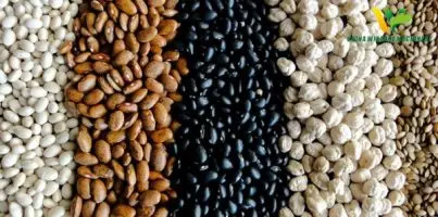 soybean cleaning machine