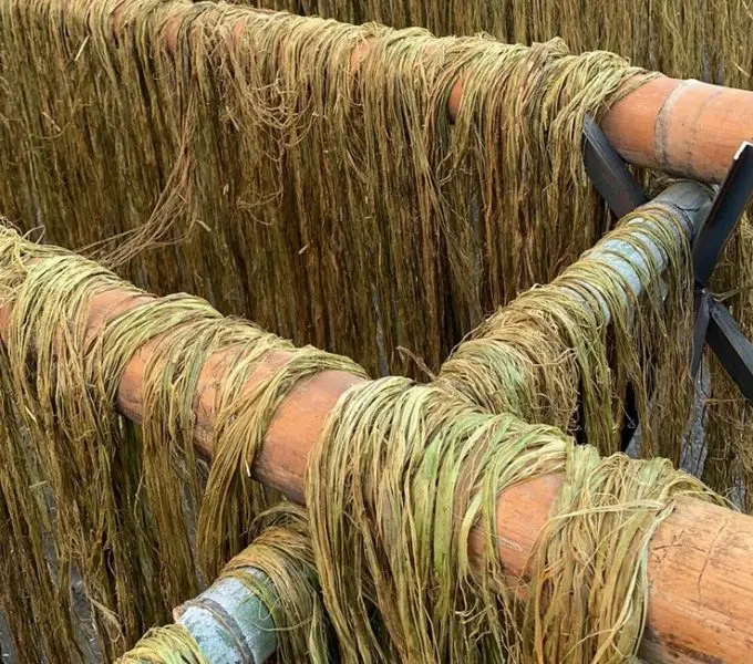 sisal extraction machine