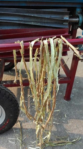 jute fiber extractor