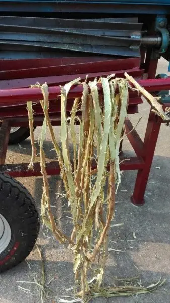 jute fiber extractor